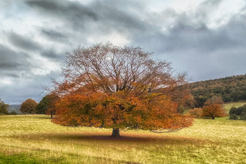 Tree of Life - 4 Seasons - Set of 4 Prints